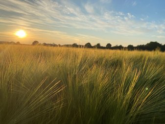 Feld mit Sonne im Hintergrund