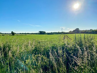 Grünes Feld mit blauem Himmel und Sonne