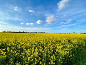 Rapsfeld mit blauem Himmel mit Wolken